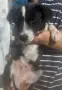 подарява мъжко куче, снимка 2