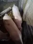 продавам 2 женски прасета, снимка 5