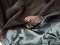 РОКЕРИЯ S РАЗМЕР, снимка 9