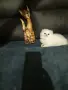 КОТЕНЦЕ УНИКАТ.МОМЧЕНЦЕ, снимка 4