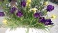 Продавам цветя Ириси, ниски, жълти и тъмно сини, снимка 9