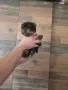Мини момченце с чипо носленце йоркширски териер , снимка 4