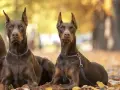 дама доберманка търси партньор, снимка 2