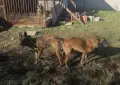 Белгийски овчарки Малиноа, снимка 10