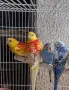 Хеликоптери и пойни папагали!, снимка 4