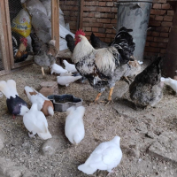 Яйца от Катунски кокошки., снимка 1 - Кокошки и пуйки - 44782136