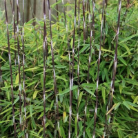 Бамбук Черна перла, снимка 4 - Градински цветя и растения - 44652480