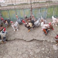 Продавам яйца от смесено стадо кокошки , снимка 3 - Кокошки и пуйки - 44311606