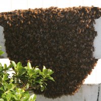 Хващане на пчели / Улавяне на пчелни рояци, снимка 4 - Други животни - 37159467