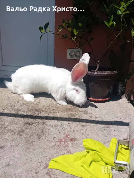 Продавам зайци, снимка 1