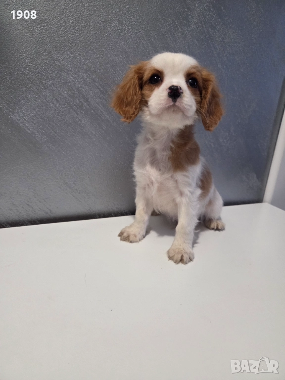 Кавалер Кинг Чарлз Шпаньол , снимка 1