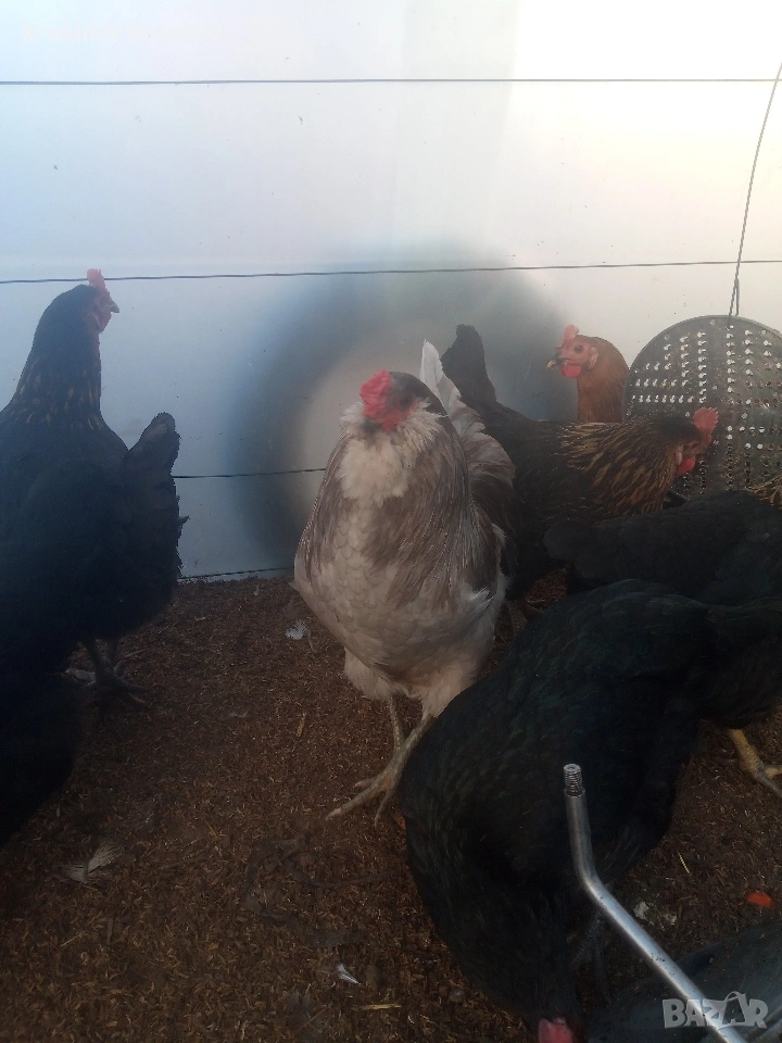 продавам петлета амераукана, снимка 1