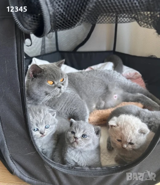 Британски чистокръвни късокосмести , снимка 1