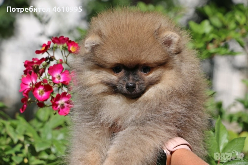 Продавам померани, снимка 1