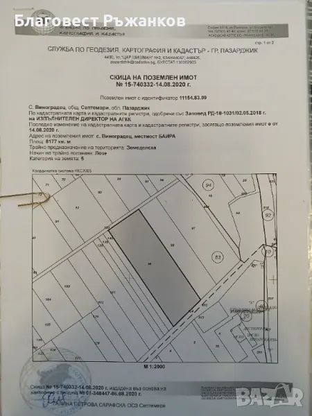 Лозе сорт Мерло , снимка 1