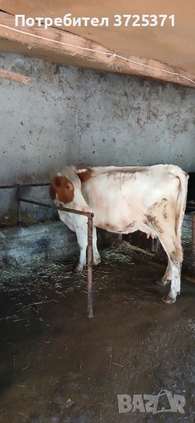 Продавам крава , снимка 1