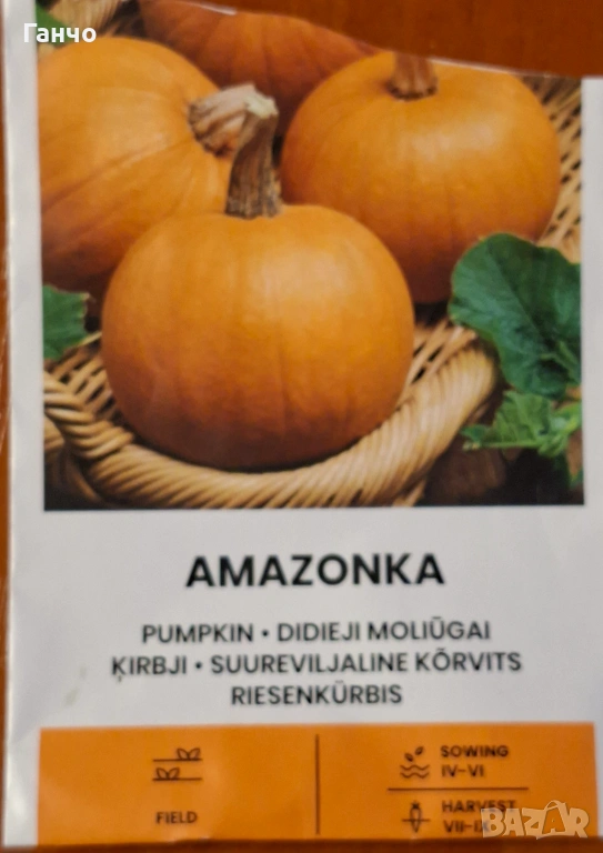 Семена за тиква-различни сортове, фасул - видове и царевица, снимка 1