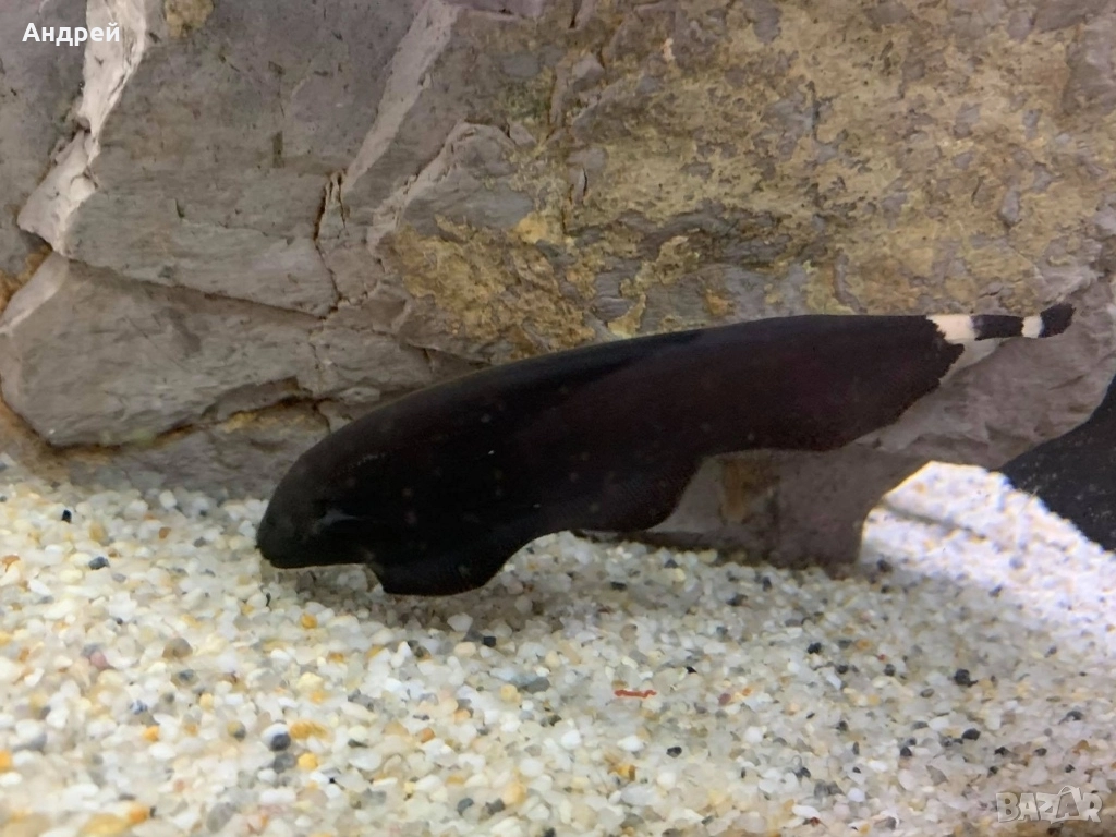 черен нож, снимка 1