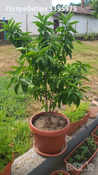 Лимоново дърво, снимка 1