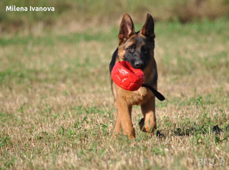 ШОУ клас немски овчарки от развъдник , снимка 1