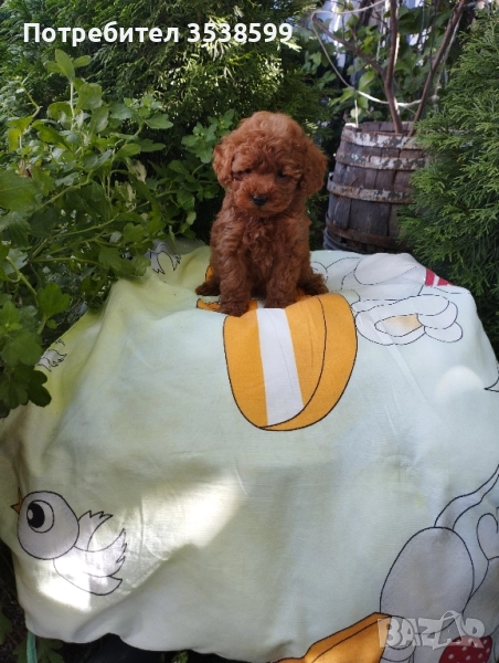 Той Пудел , снимка 1