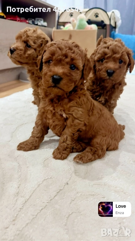 Мини пудел момче, снимка 1