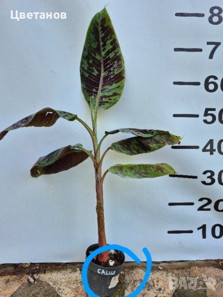 Банан (Musa Acuminata Zebrina, Blood Banana), снимка 1