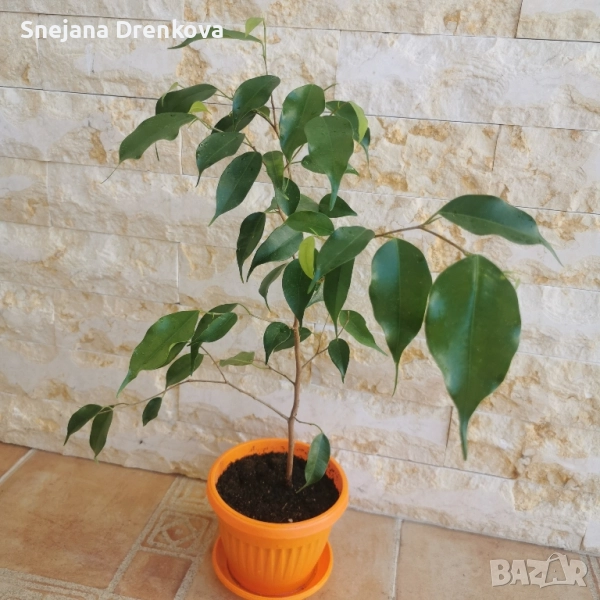 Бенджамин, снимка 1