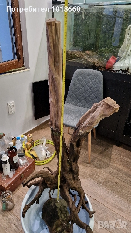 Голям мангров корен, снимка 1