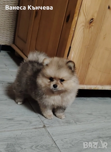 померанче, снимка 1