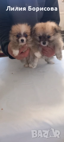 Продавам Мини померани 