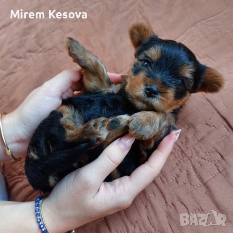 Мини йоркширски териер (мини йорки) момченца, снимка 5 - Йоркширски териер - 52353564