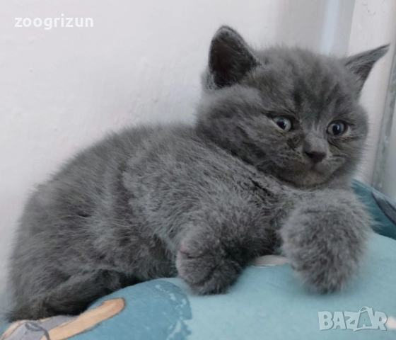 Шотландски котета момчета и момичета, снимка 2 - Други - 52263187