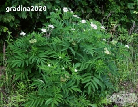 Бъзак - Sambucus ebulus), снимка 4 - Градински цветя и растения - 29762229