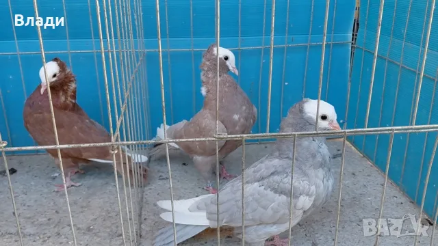 Индийски моки гълъби, снимка 2 - Гълъби - 56408069