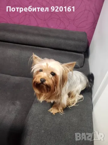 Мини Йорки за разплод, снимка 7 - Йоркширски териер - 49604839
