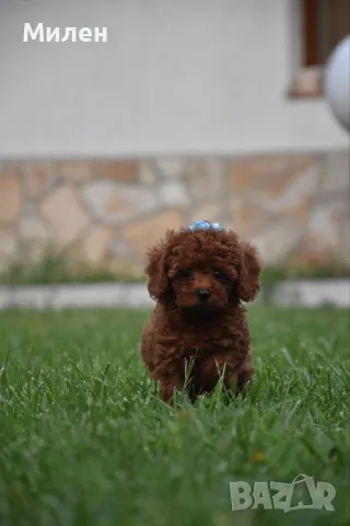 Той пудел Toy poodle, снимка 13 - Пудели - 55006000