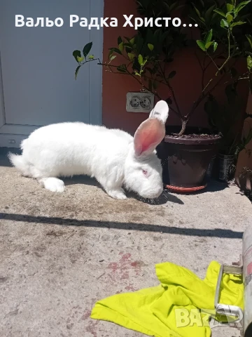 Продавам зайци, снимка 1