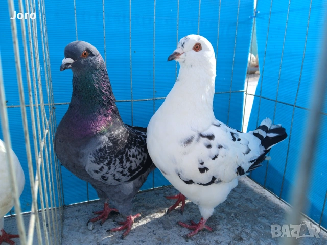 Кинг, снимка 3 - Гълъби - 53936793