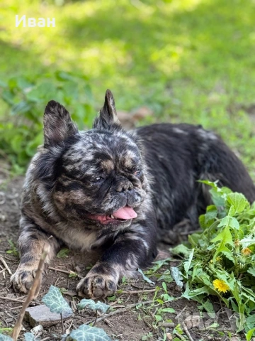 Френски булдог, снимка 2 - Френски булдог - 53140562