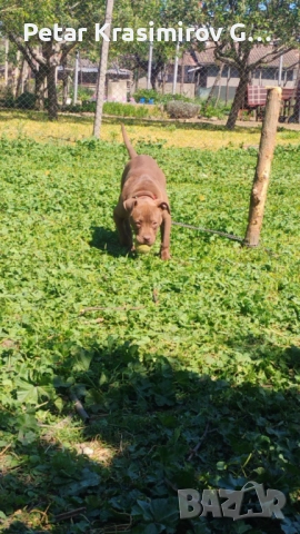 МАЯ НА 9 МЕСЕЦА!!!!, снимка 2 - Питбул - 52940370