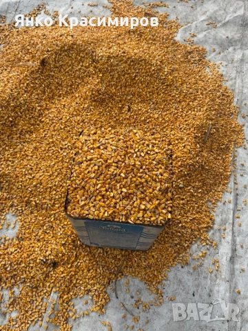  царевица , снимка 2 - За селскостопански - 54016849