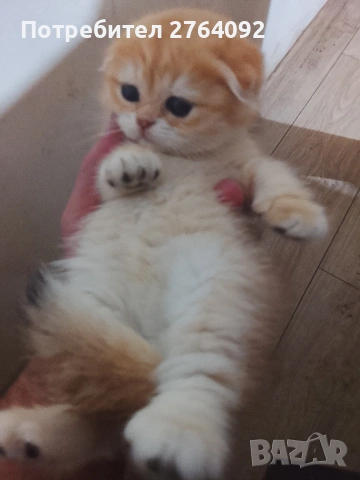 продавам шотландски клепоухи котета, снимка 8 - Чинчили - 53878883