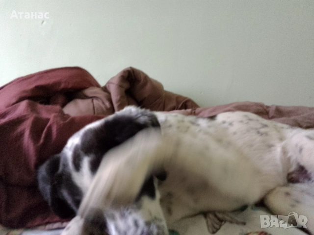 Подарявам кученце, снимка 5 - Други - 54230494