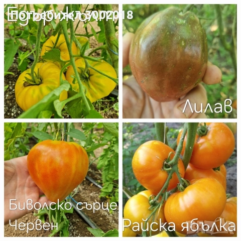 семена стари сортове , снимка 15 - Сортови семена и луковици - 51660347