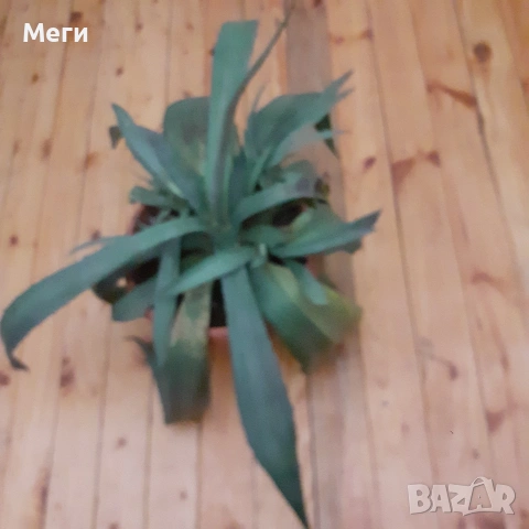 Алгаве , снимка 4 - Стайни растения - 53211586