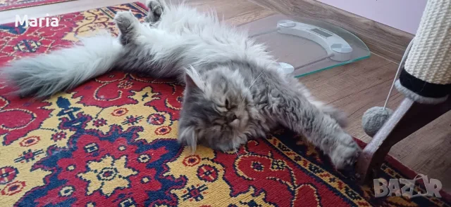 Персийски котета, снимка 16 - Персийска - 47166109