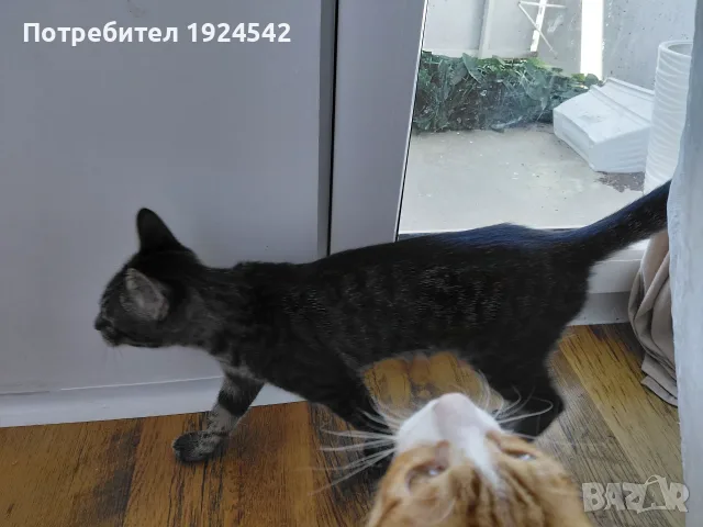 Подарявам котенца, снимка 4 - Други - 55896186