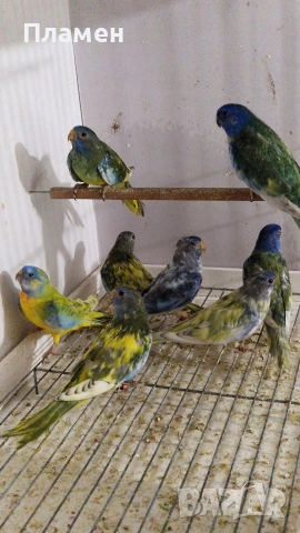 Неофеми, снимка 3 - Папагали - 53376624