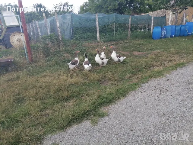 Пуяци и гъски!! , снимка 4 - Кокошки и пуйки - 56148875